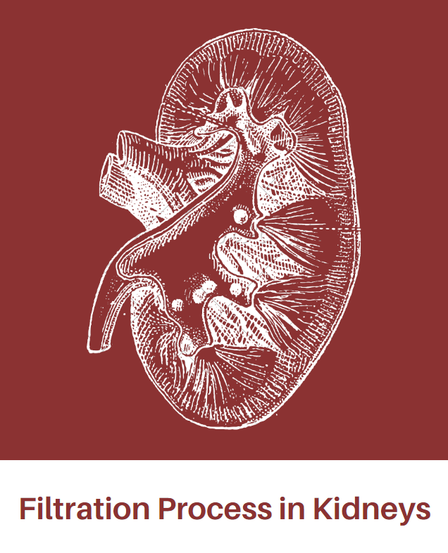 Filtration Process in Kidneys